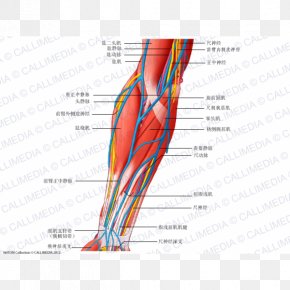 Blood Vessel Nerve Muscle Forearm Vein Png 600x600px Watercolor Cartoon Flower Frame Heart Download Free