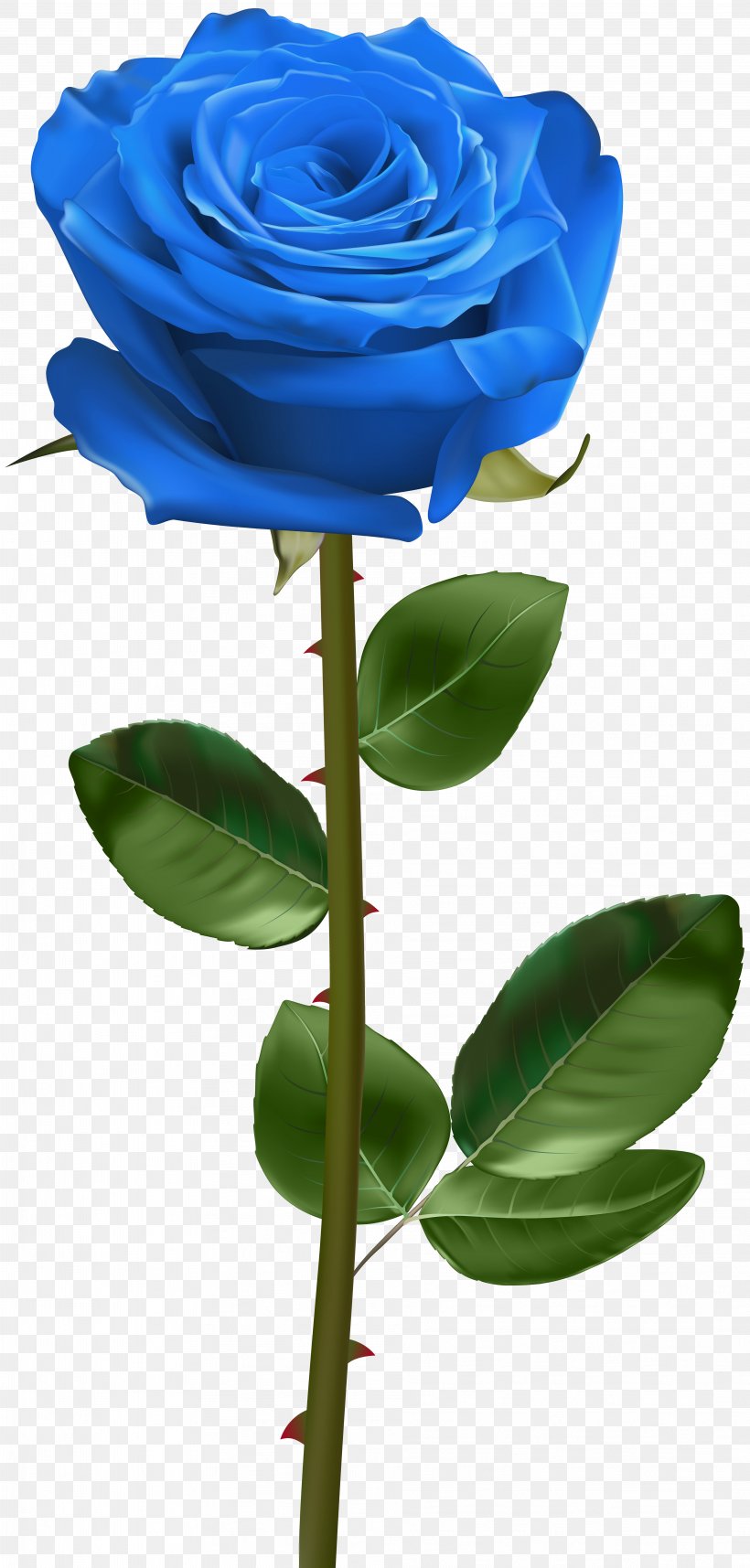 Blue Rose, PNG, 3824x8000px, Rose, Blue, Blue Rose, Bud, Cut Flowers Download Free