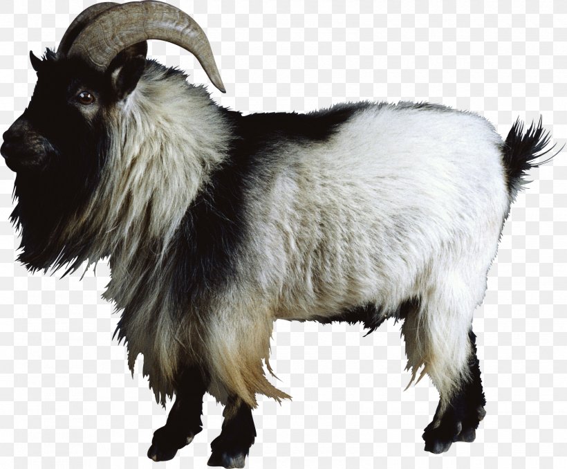 Boer Goat Nigerian Dwarf Goat Cattle Sheep Feral Goat, PNG, 1600x1324px, Boer Goat, Animal, Caprinae, Cattle, Cattle Like Mammal Download Free