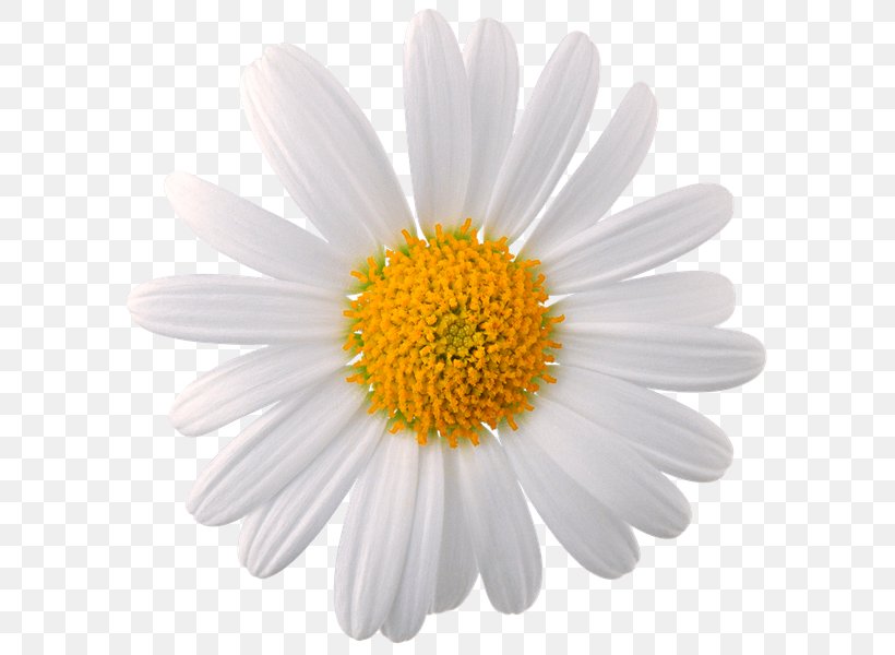 Chamomile Common Daisy Flower Oxeye Daisy, PNG, 600x600px, Chamomile, Aster, Chrysanths, Common Daisy, Cut Flowers Download Free