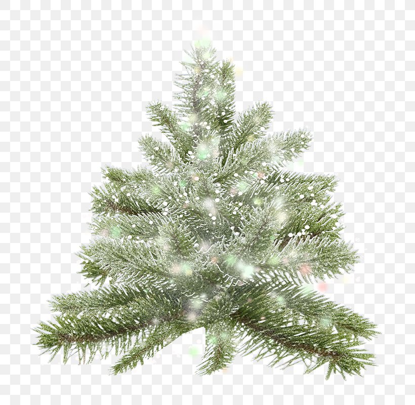 Christmas Tree Spruce Pine, PNG, 800x800px, Christmas Tree, Christmas, Christmas Decoration, Christmas Ornament, Conifer Download Free