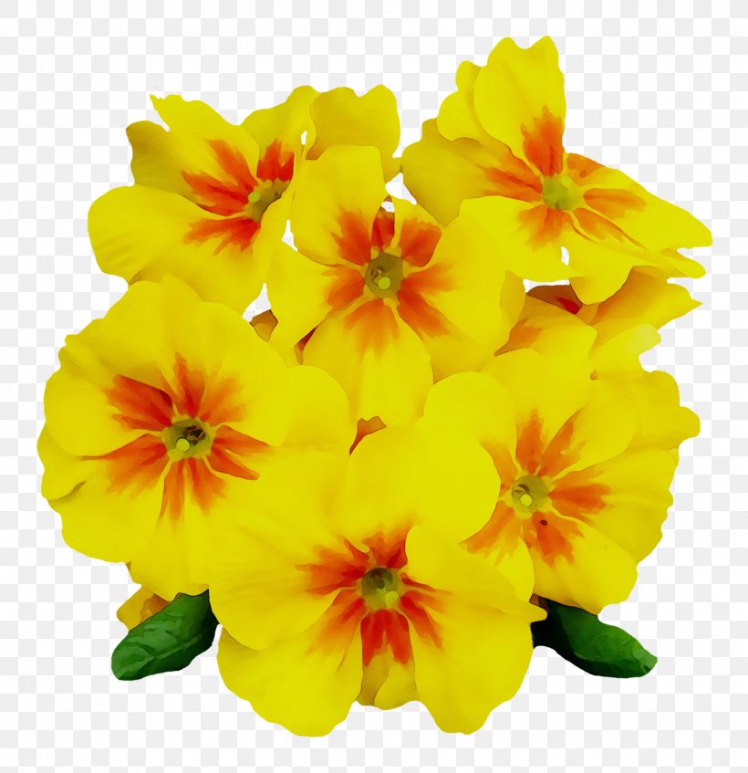 Common Evening-primrose Image Clip Art, PNG, 1585x1639px, Common Eveningprimrose, Cowslip, Eveningprimroses, Flower, Flowering Plant Download Free