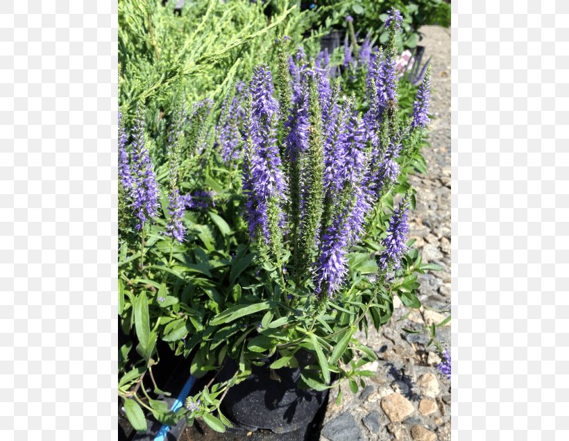 English Lavender French Lavender Common Sage Tarwi Hyssop, PNG, 560x636px, English Lavender, Annual Plant, Common Sage, Flower, French Lavender Download Free