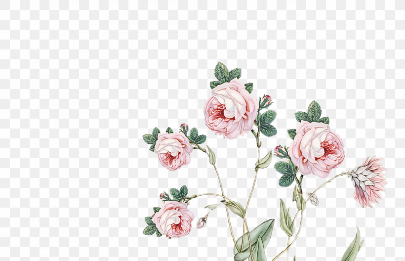 Garden Roses, PNG, 1920x1238px, Garden Roses, Artificial Flower, Cabbage Rose, Cut Flowers, Floral Design Download Free