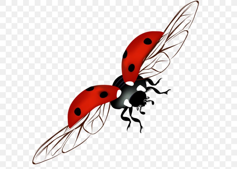 Ladybird Beetle Clip Art, PNG, 600x587px, Ladybird Beetle, Arthropod, Beetle, Fly, Insect Download Free