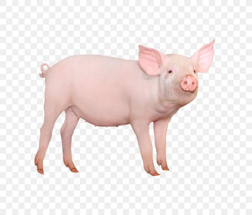 Large White Pig Miniature Pig Stock Photography Royalty-free Image, PNG, 700x700px, Large White Pig, Domestic Pig, Istock, Livestock, Mammal Download Free