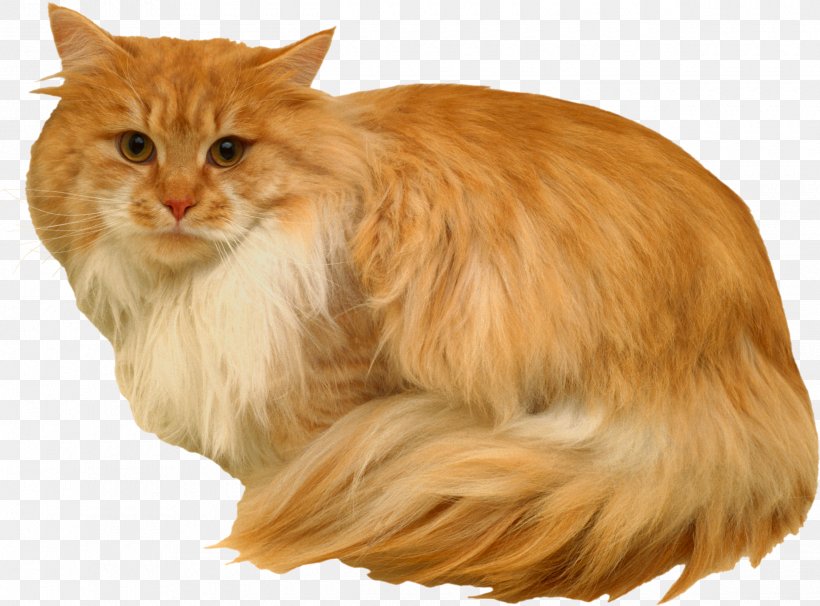 Maine Coon Norwegian Forest Cat Whiskers Siberian Cat Cymric, PNG, 2440x1804px, Maine Coon, Carnivoran, Cat, Cat Like Mammal, Cymric Download Free