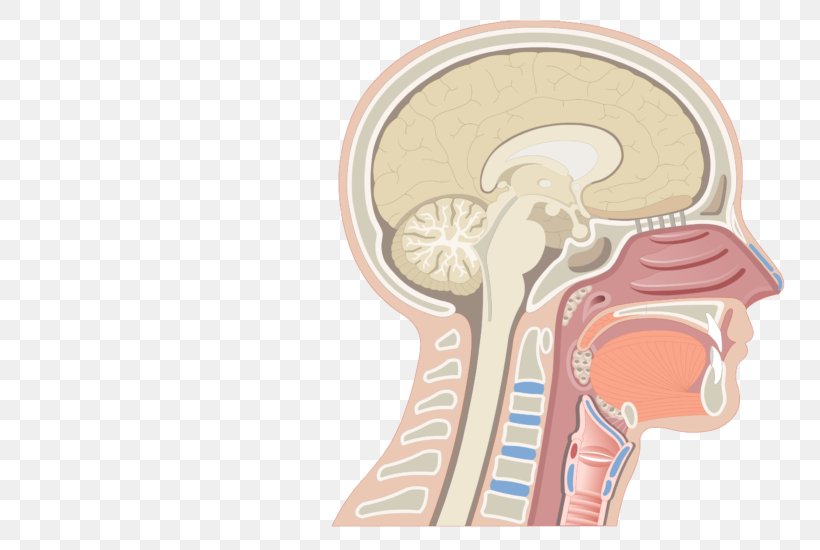 Nasal Cavity Anatomy Of The Human Nose Anatomy Of The Human Nose Nostril, PNG, 770x550px, Watercolor, Cartoon, Flower, Frame, Heart Download Free
