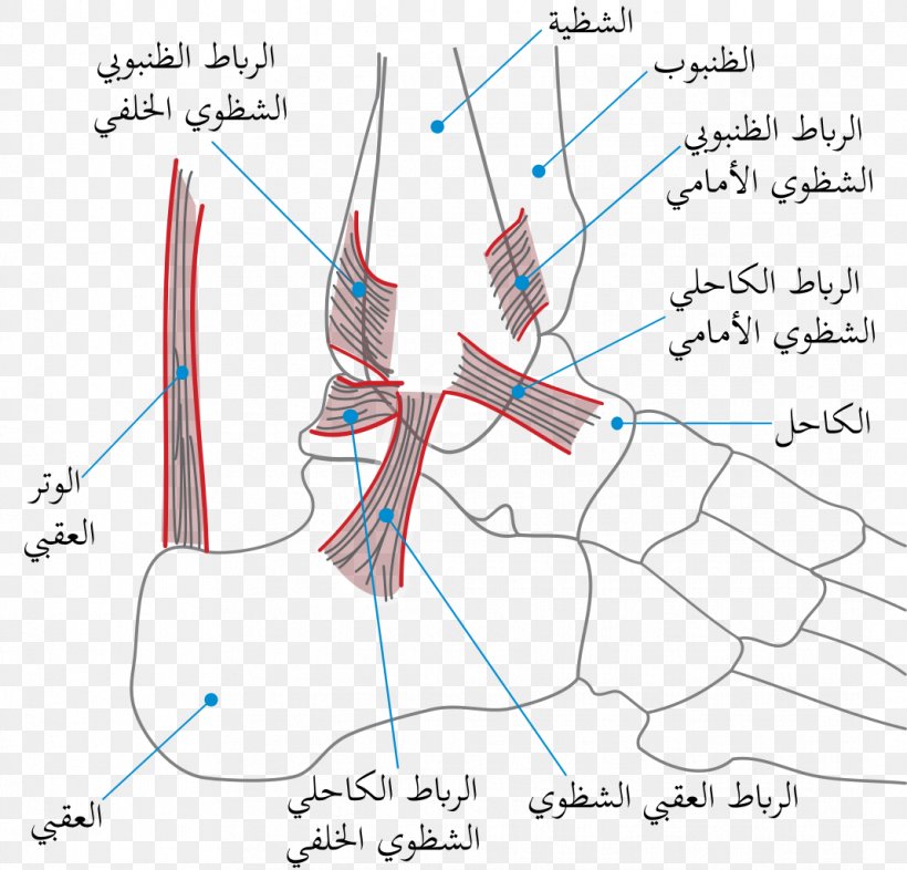 Sprained Ankle Tendon Malleus, PNG, 1068x1024px, Watercolor, Cartoon, Flower, Frame, Heart Download Free