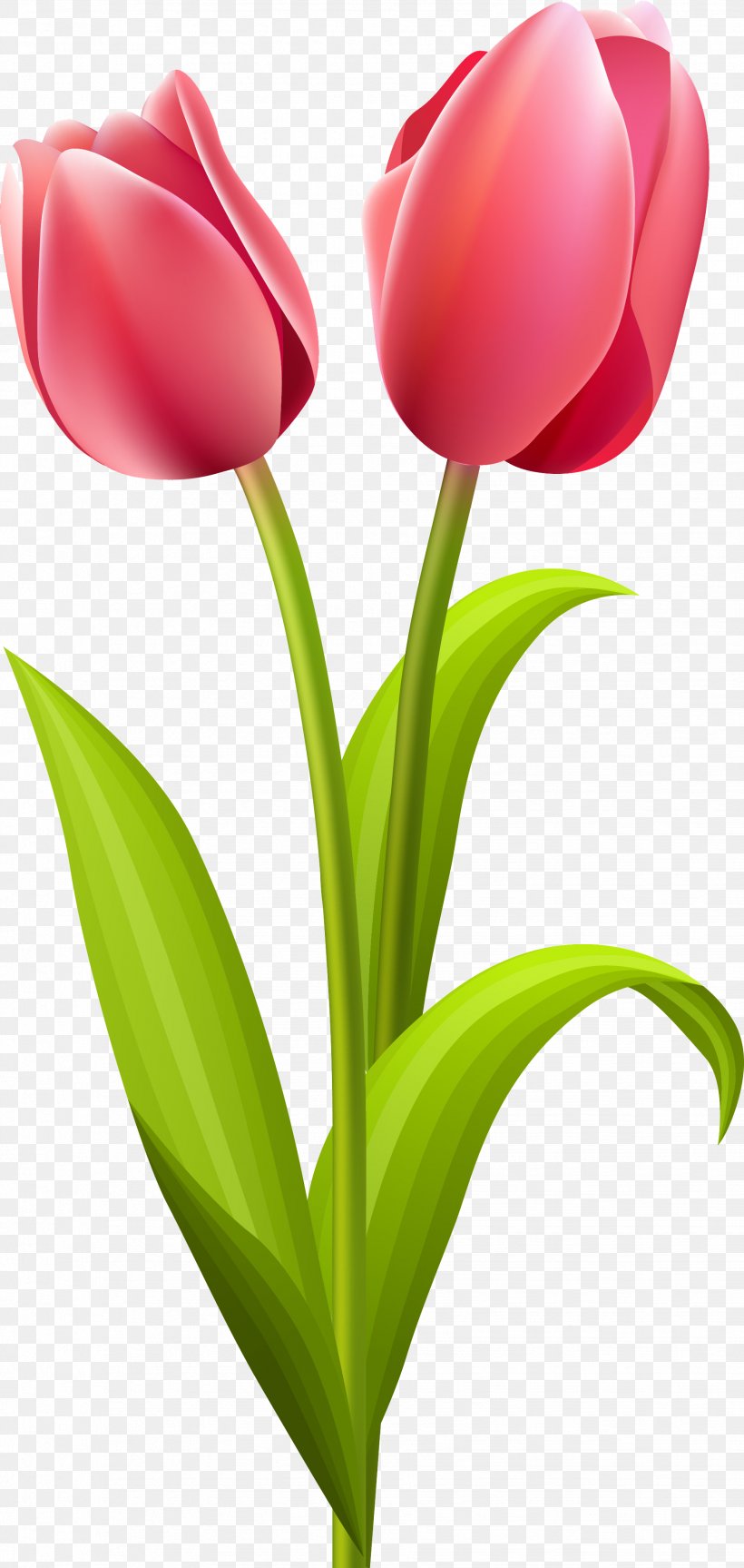 Tulip Flower Bouquet Clip Art, PNG, 1853x3904px, Tulip, Cut Flowers, Floral Design, Flower, Flower Bouquet Download Free