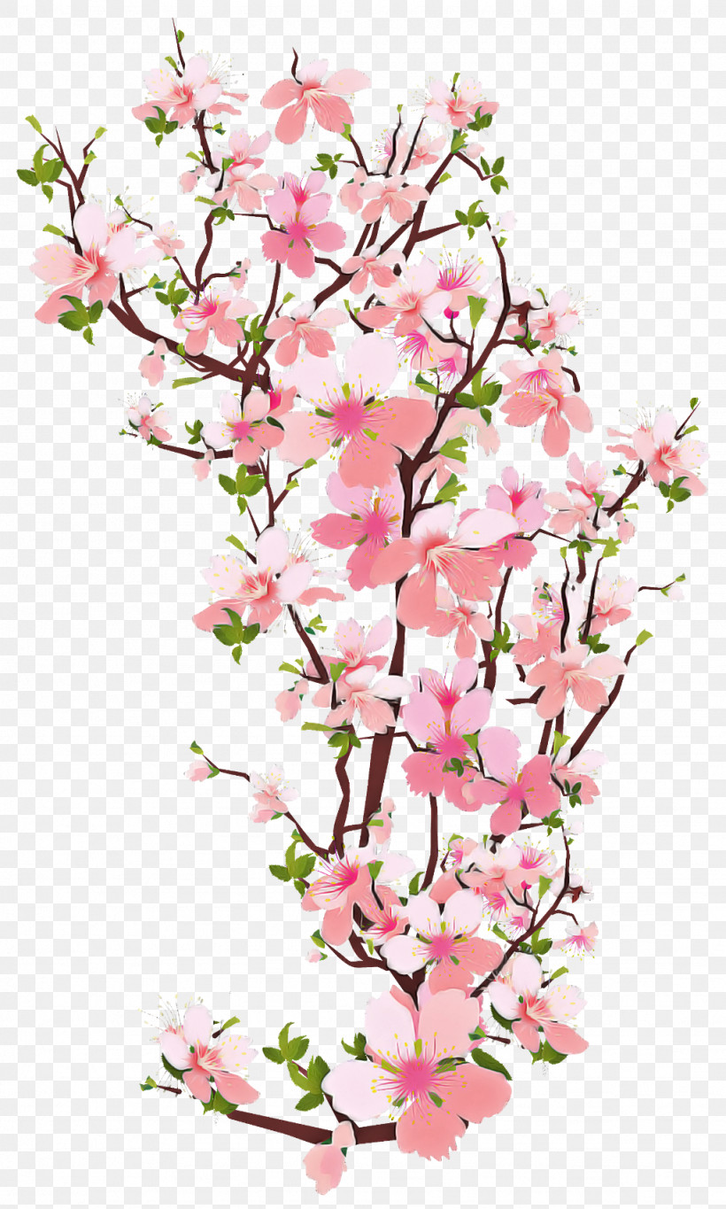 Cherry Blossom, PNG, 1024x1705px, Flower, Blossom, Branch, Cherry Blossom, Cut Flowers Download Free