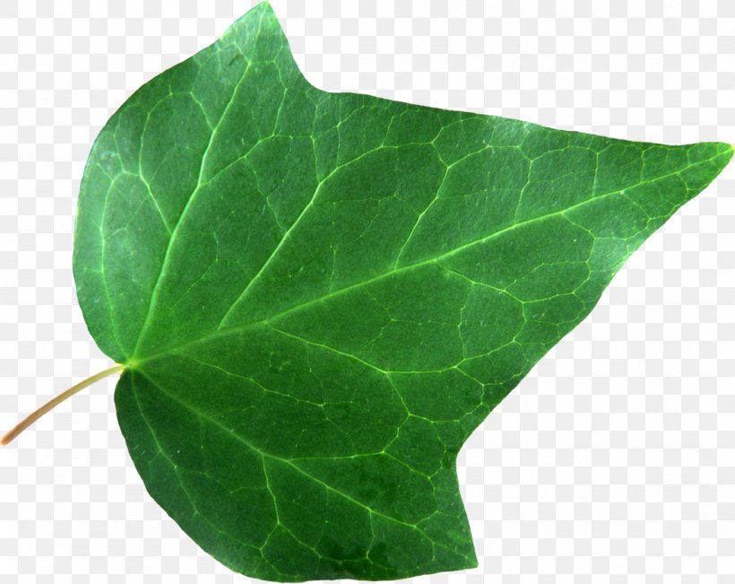 Leaf Image Plants Root, PNG, 1050x834px, Leaf, Digital Image, Ivy, Ivy Family, Maidenhair Tree Download Free