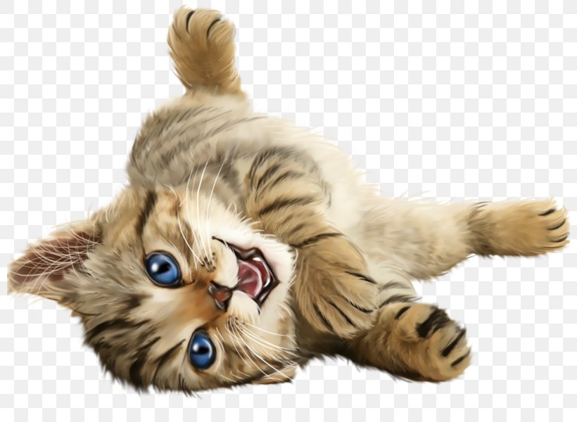 Popular Cat Names Kitten Pet Sitting Central Pet, PNG, 800x600px, Cat, Animal, Carnivoran, Cat Behavior, Cat Like Mammal Download Free