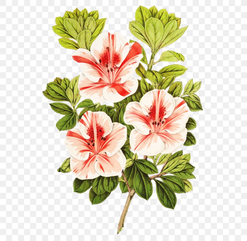 Image Download Vector Graphics Illustration, PNG, 573x800px, Drawing, Art, Azalea, Cartoon, Cut Flowers Download Free