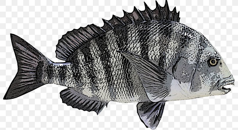 Sheepshead Fishing Mosquito Lagoon Red Drum, PNG, 800x448px, Sheepshead, Barramundi, Black Drum, Black Rockfish, California Sheephead Download Free