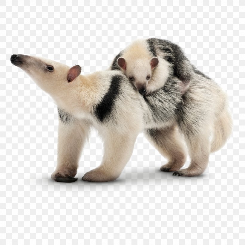 Sloth Armadillo Southern Tamandua Giant Anteater, PNG, 1920x1920px, Sloth, Animal, Ant, Anteater, Armadillo Download Free