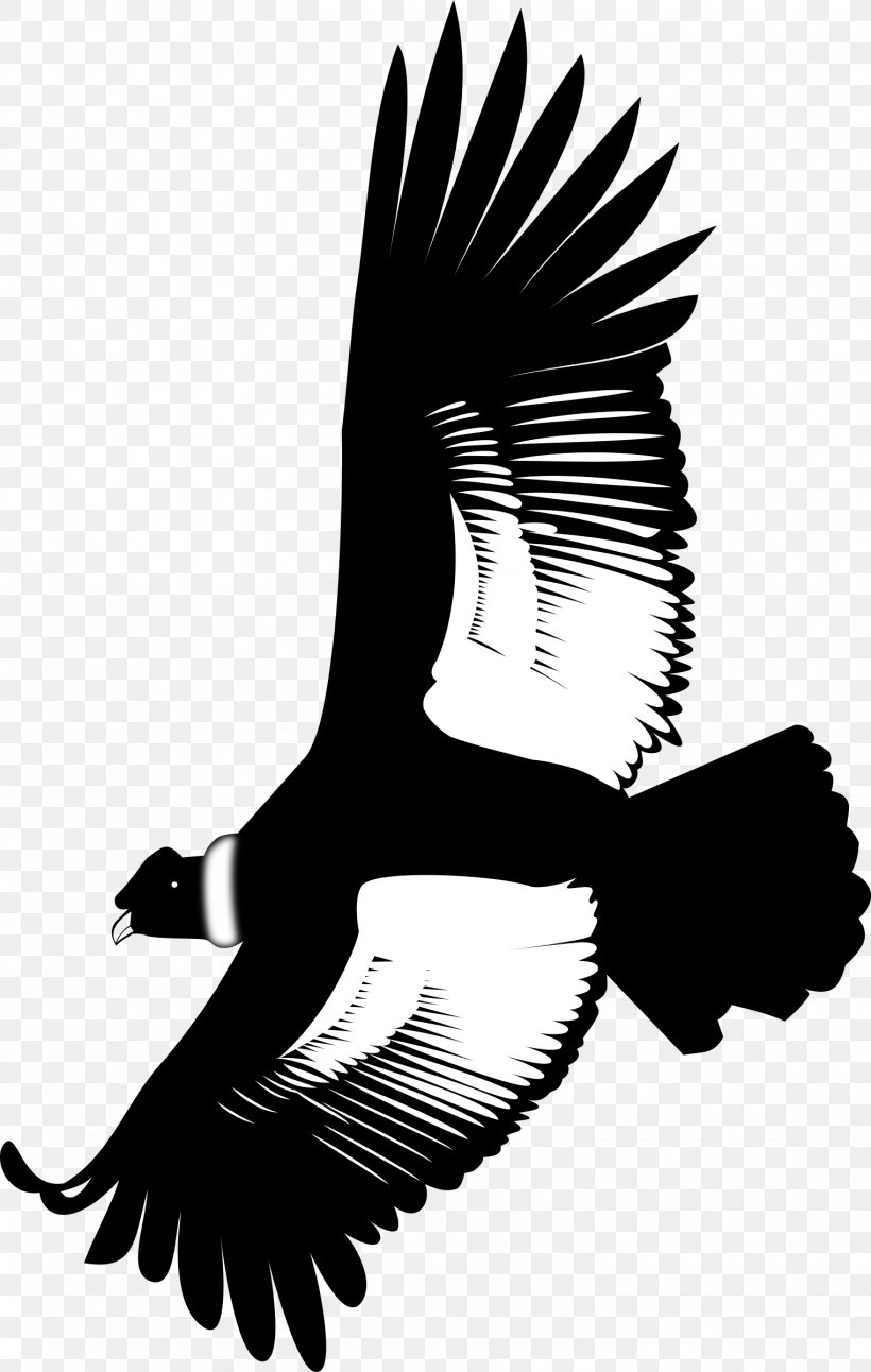Andean Condor Eagle California Condor Clip Art, PNG, 1523x2400px, Andean Condor, Art, Beak, Bird, Bird Of Prey Download Free