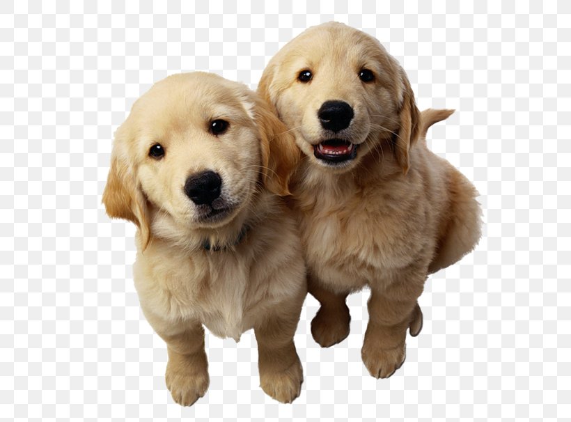 Golden Retriever Labrador Retriever Puppy Pet, PNG, 600x606px, Golden Retriever, Animal, Carnivoran, Cat, Companion Dog Download Free