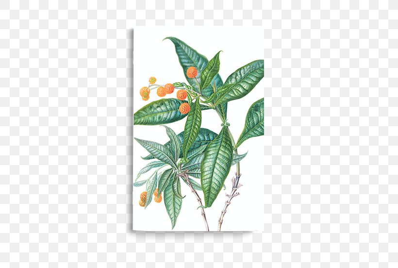 Plants From The Woods And Forests Of Chile Royal Botanic Garden Edinburgh Botany, PNG, 526x552px, Chile, Book, Botanical Illustration, Botany, Flora Download Free
