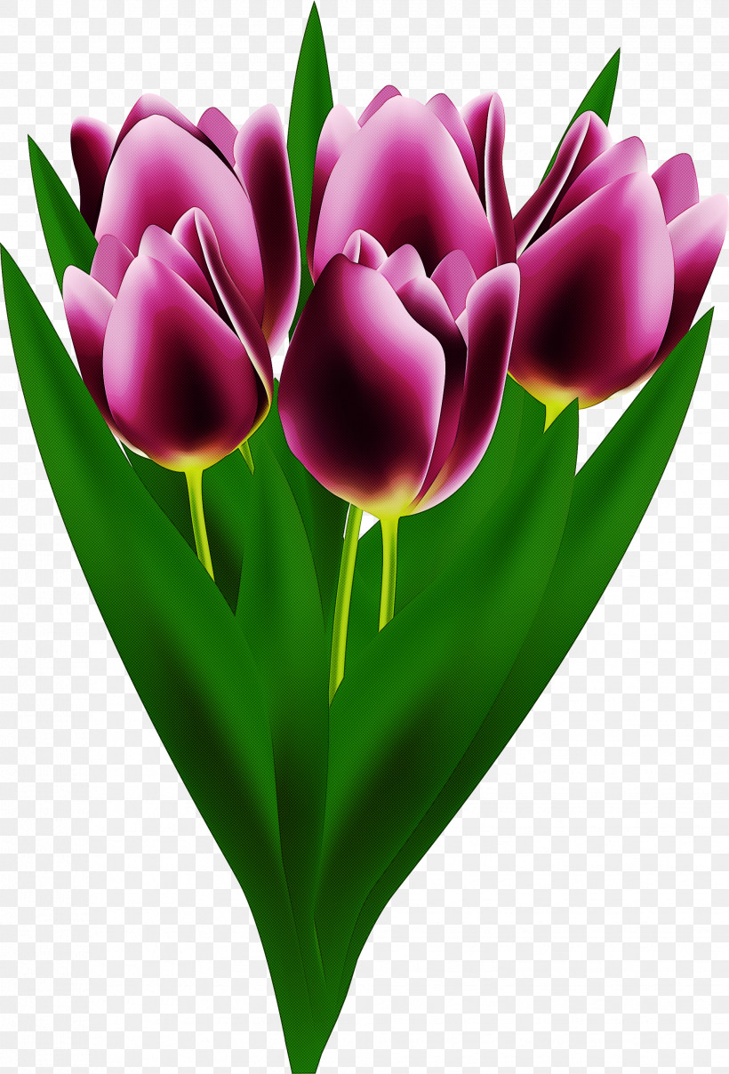 Tulip Petal Flower Tulipa Humilis Purple, PNG, 2036x3000px, Tulip, Bud, Cut Flowers, Flower, Heart Download Free