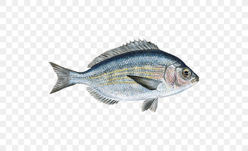 Watch Cartoon, PNG, 500x500px, Black Seabream, Barramundi, Bass, Bonyfish, Bream Download Free