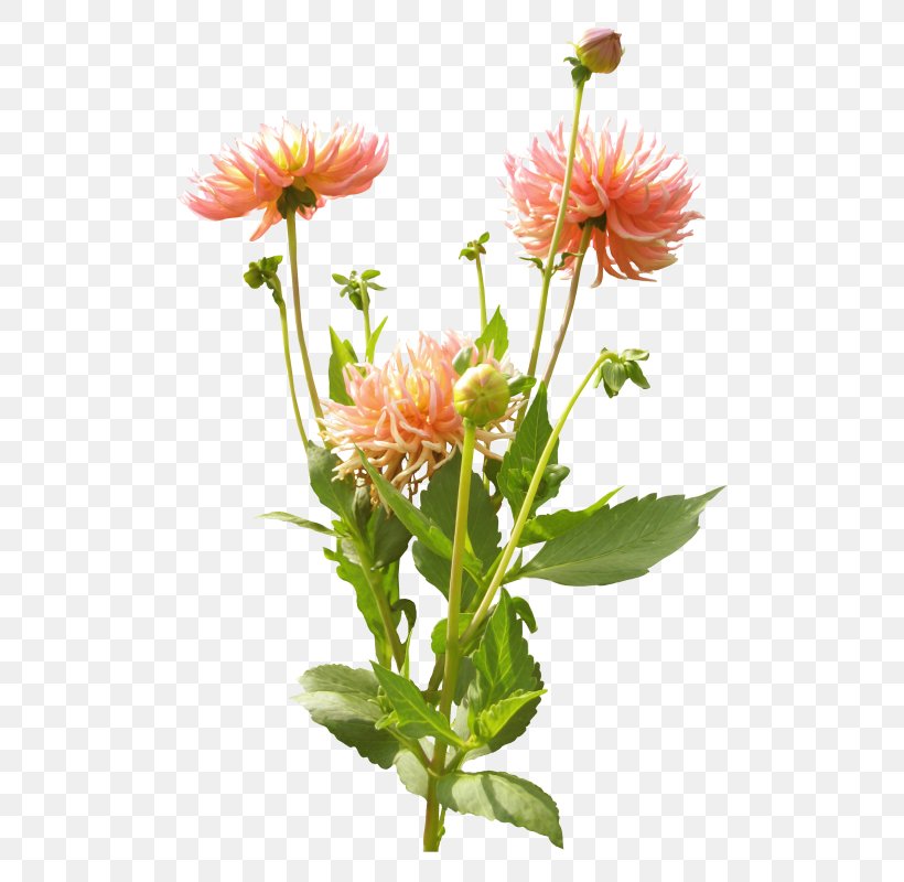 Dahlia Cut Flowers Chrysanthemum Clip Art, PNG, 532x800px, Dahlia, Annual Plant, Aster, Chrysanthemum, Chrysanths Download Free