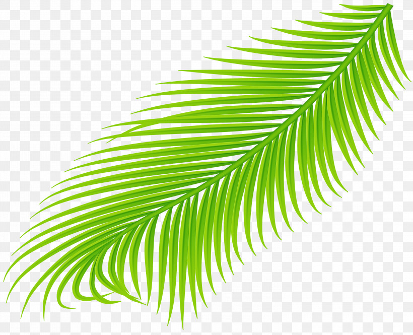 Leaf Green Vegetation Tree Plant, PNG, 3000x2435px, Leaf, Arecales, Flower, Green, Plant Download Free