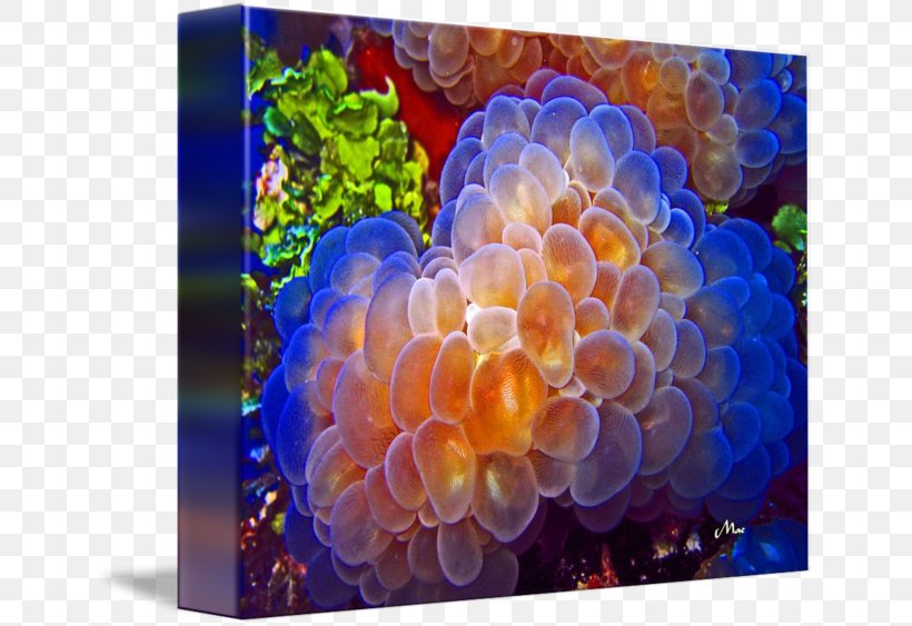 Plerogyra Sinuosa Coral Polyp Skeleton Green, PNG, 650x563px, Plerogyra Sinuosa, Biology, Business, Color, Coral Download Free