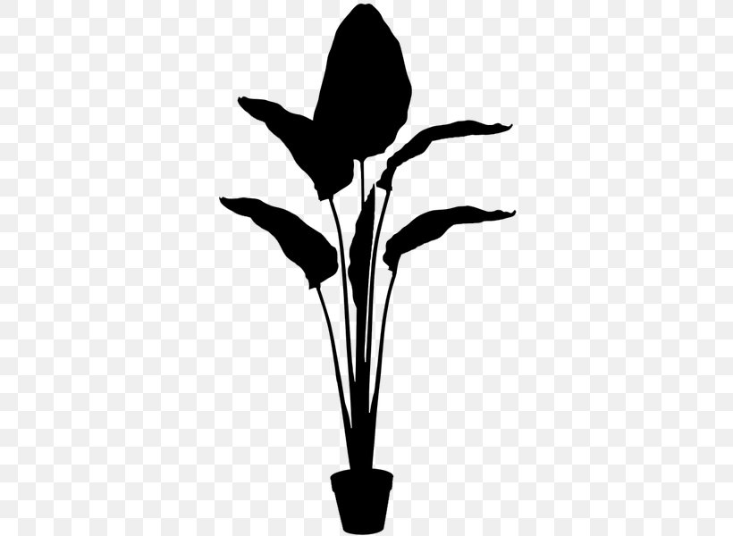 Black & White, PNG, 600x600px, Black White M, Anthurium, Blackandwhite, Botany, Cut Flowers Download Free