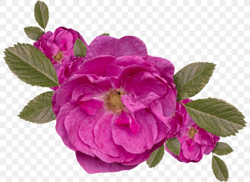Centifolia Roses Clip Art, PNG, 800x597px, Centifolia Roses, Advertising, Cartoon, Denizbank, Flower Download Free