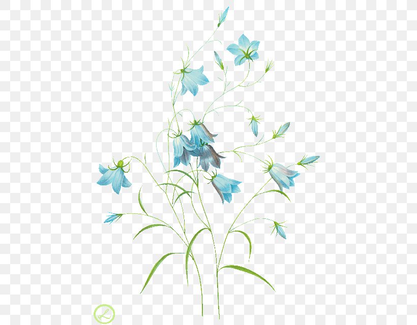 Common Bluebell Harebell Watercolor Painting Clip Art, PNG, 462x640px, Common Bluebell, Art, Artwork, Bluebells, Botany Download Free