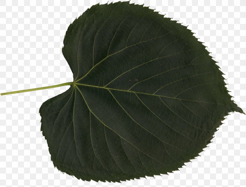 Leaf Plant, PNG, 1200x916px, Leaf, Com, Display Resolution, Plant Download Free