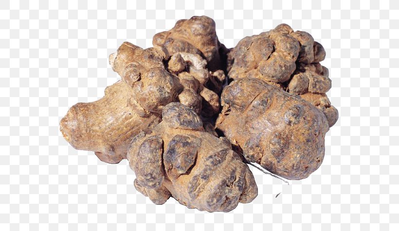 Panax Notoginseng Chinese Herbology Medicine Extract, PNG, 600x476px, Panax Notoginseng, Blood, Chinese Herbology, Disease, Extract Download Free