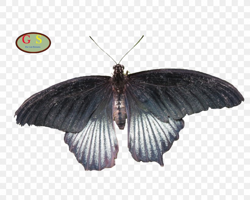 Brush-footed Butterflies Silkworm Butterflies And Moths, PNG, 1000x800px, Brushfooted Butterflies, Arthropod, Bombycidae, Brush Footed Butterfly, Butterflies And Moths Download Free