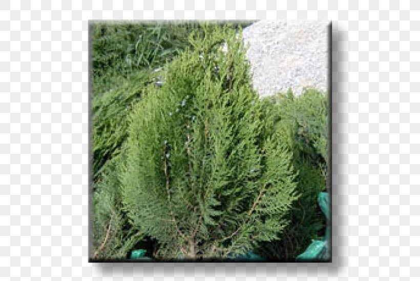 Juniper Arborvitae Evergreen Oriental Arbor-vitae Conifers, PNG, 600x548px, Juniper, Arborvitae, Biome, Cedar, Conifer Download Free