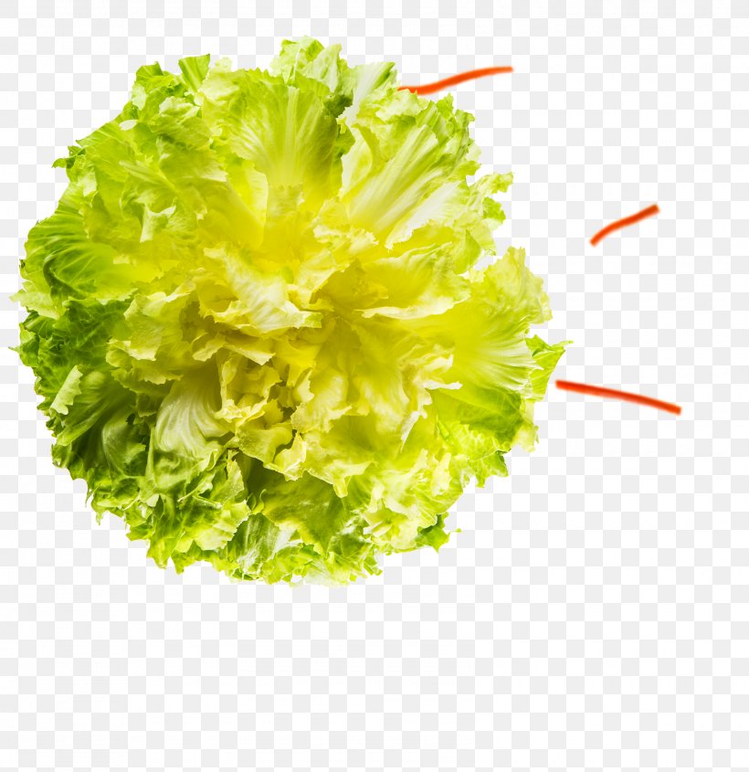 Lettuce Endive, PNG, 1600x1650px, Lettuce, Endive, Food, Leaf Vegetable, Vegetable Download Free
