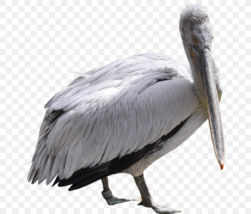Pelicans Bird Mute Swan Swan Goose, PNG, 650x699px, Pelicans, Beak, Bird, Cygnini, Domestic Goose Download Free
