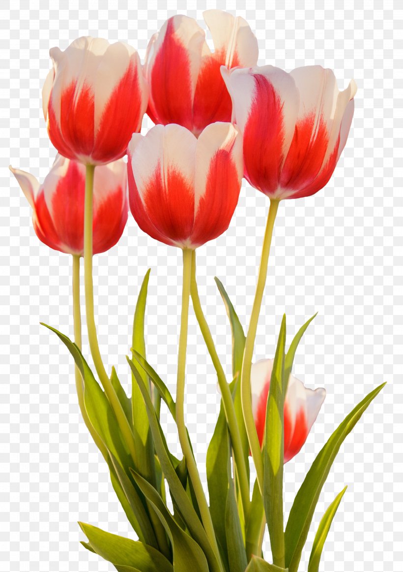 Pink Flowers Tulip Rose Desktop Wallpaper, PNG, 3107x4404px, Flower, Artificial Flower, Bud, Cut Flowers, Floral Design Download Free