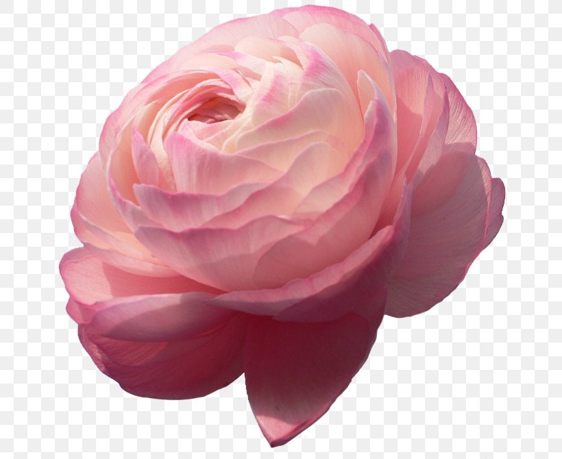 Ranunculus Asiaticus Flower Garden Bulb Rose, PNG, 667x670px, Ranunculus Asiaticus, Blue Rose, Bulb, Buttercup, Camellia Download Free