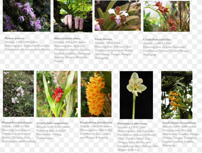 Orchids Singapore Orchid Samtse District Punakha Floral Design, PNG, 1030x783px, Orchids, Bhutan, Brochure, Flora, Floral Design Download Free