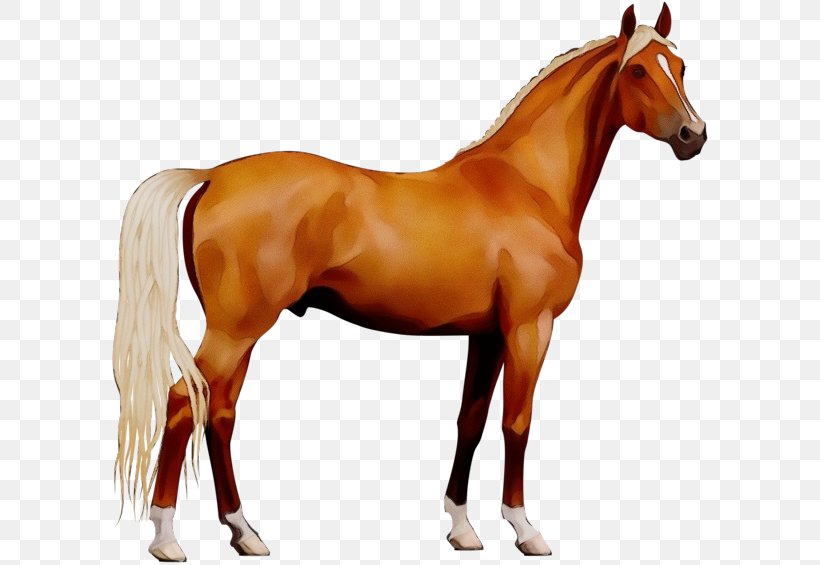 Watercolor Animal, PNG, 600x565px, Watercolor, Animal Figure, Horse, Horse Grooming, Horse Supplies Download Free