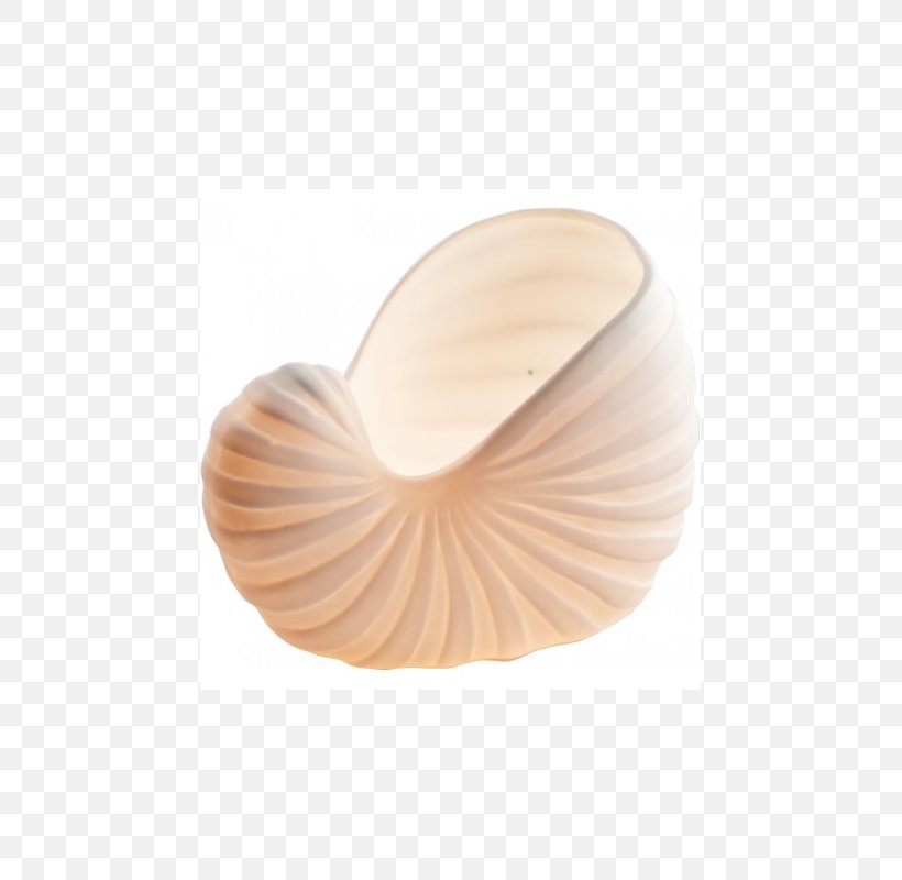 Nautiluses Seashell, PNG, 800x800px, Nautiluses, Nautilida, Seashell Download Free