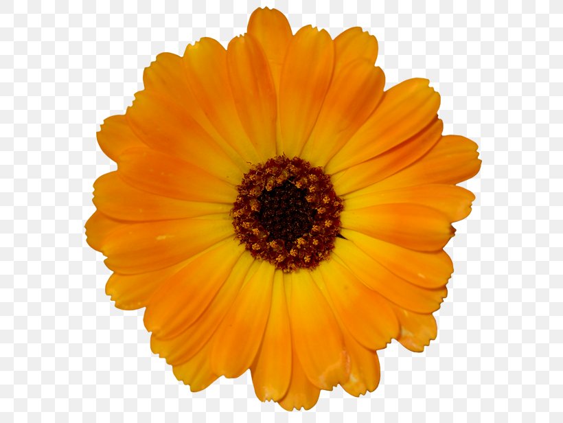 Orange Yellow Desktop Wallpaper Flower, PNG, 600x616px, Orange, Annual Plant, Calendula, Color, Daisy Family Download Free