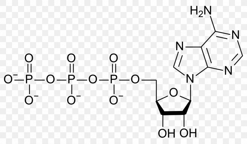 Adenosine Triphosphate Chemical Formula Adenosine Diphosphate Adenosine Monophosphate ATP Synthase, PNG, 1200x701px, Adenosine Triphosphate, Adenosine, Adenosine Diphosphate, Adenosine Monophosphate, Area Download Free