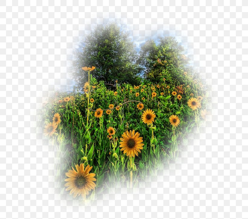 Dandelion Common Sunflower Annual Plant Wildflower, PNG, 683x723px, Dandelion, Annual Plant, Aster, Common Sunflower, Daisy Download Free