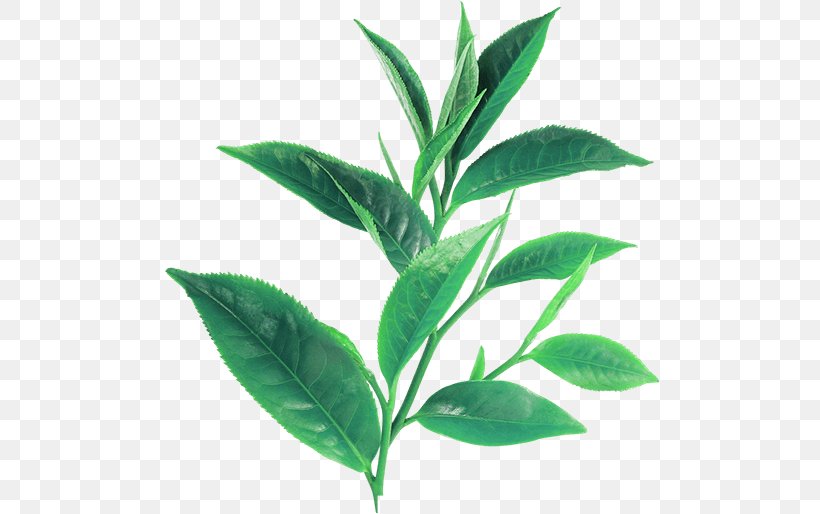Green Tea White Tea Assam Tea Longjing Tea, PNG, 500x514px, Green Tea, Assam Tea, Black Tea, Camellia Sinensis, Flowering Tea Download Free