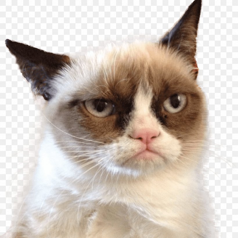 Grumpy Cat Pet Sitting Felidae, PNG, 900x900px, Watercolor, Cartoon, Flower, Frame, Heart Download Free