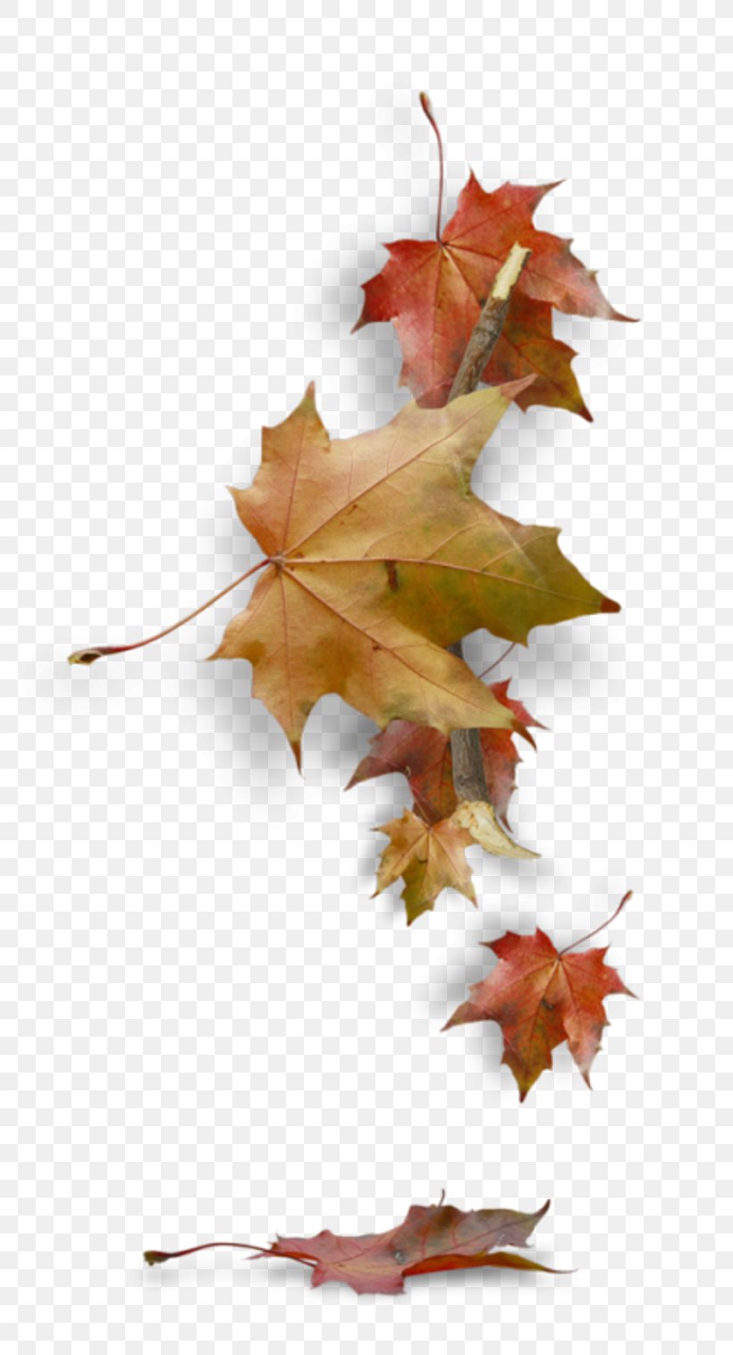 Leaf Autumn Desktop Wallpaper, PNG, 800x1516px, Leaf, Autumn, Autumn Leaf Color, Branch, Color Download Free
