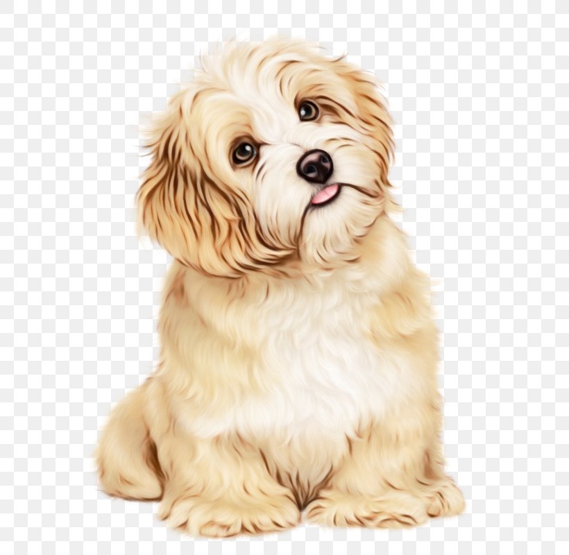 Lhasa Apso Shih Tzu Puppy Maltese Dog Kitten, PNG, 800x800px, Watercolor, Animal, Bichon, Bolognese, Bolonka Download Free