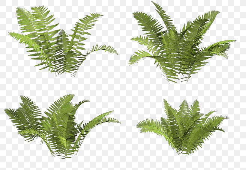 Ostrich Fern Vegetation Plant Stem Tree, PNG, 800x568px, Ostrich Fern, Aquarium, Aquarium Decor, Fern, Ferns And Horsetails Download Free